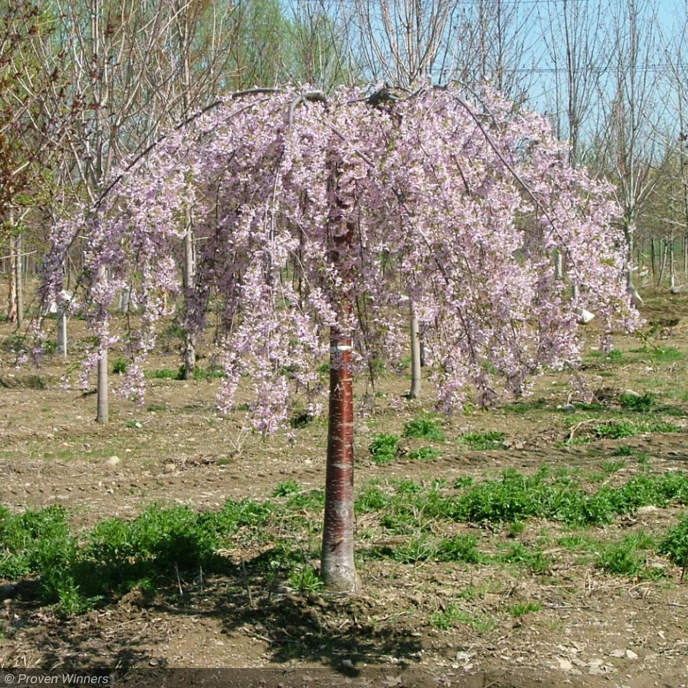 Featured Trees
